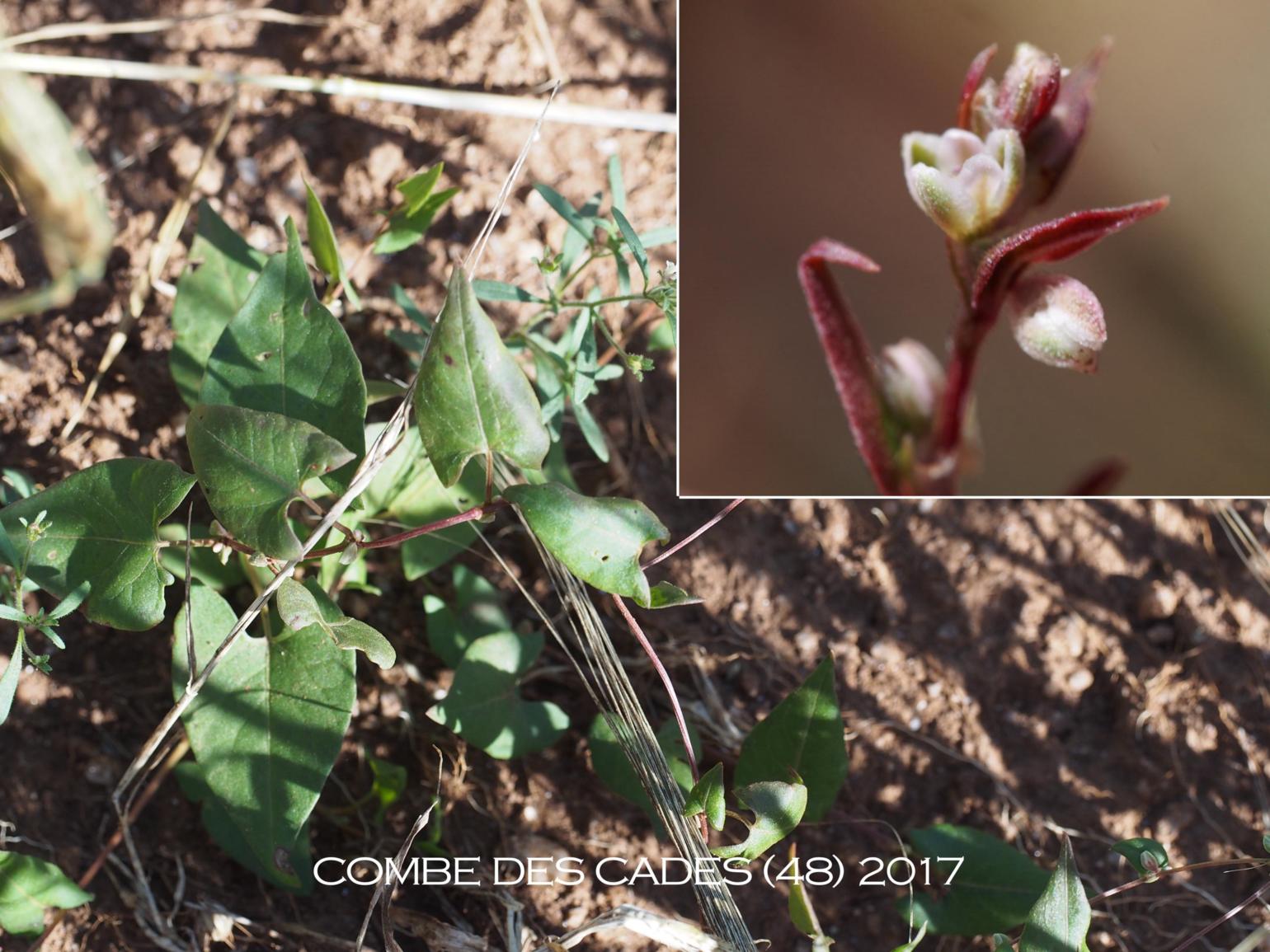 Bindweed, Black